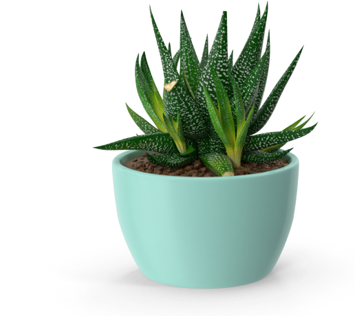 Potted plant