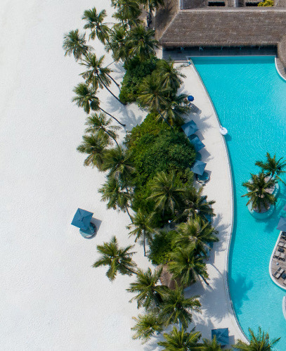 Pool and palm trees